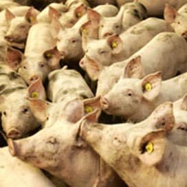 Varkensslachterij Tönnies haalt bakzeil
