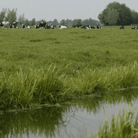 ‘Nederland niet meer de beste met water’