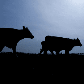 Samenwerking DeLaval en Aeres Praktijkcentrum