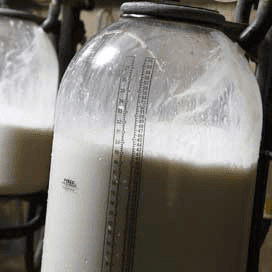Negentien procent minder melkquotum verleased