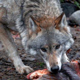 Franse wolf nadert België