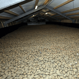 Belgische aardappelvoorraad is nog enorm