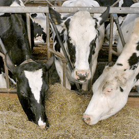 Coöperatie KTC Zegveld wil proefboerderij overnemen