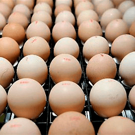 Oekraïense eieren bedreigen Nederlandse pluimveesector