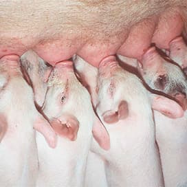 Voer heeft invloed op streptokokken-infectie