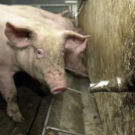 “Overdracht Streptococcus suis van zeug naar big is beperkt”