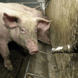 Brabant: geurmodel veehouderij onbetrouwbaar