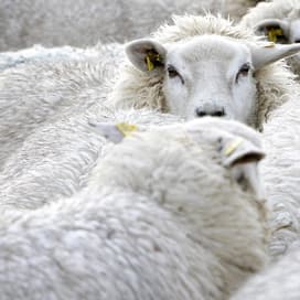Honden doden schapen
