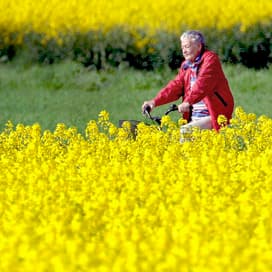 Koolzaad in België steeds populairder