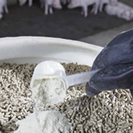 LTO: Diergezondheid bij veehouderij kan beter