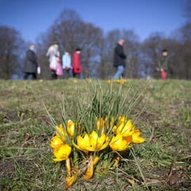 Verlate winter trekt natuur recht