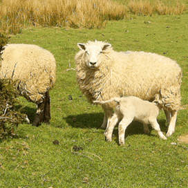 Britse veestapel groeit