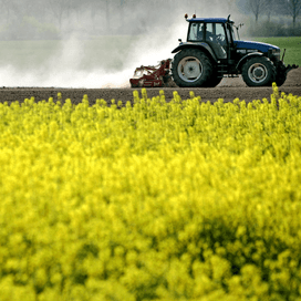 Duitsland teelt 20.000 hectare ALS-tolerant koolzaad