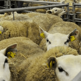NVWA controleert strenger op I&R schaap