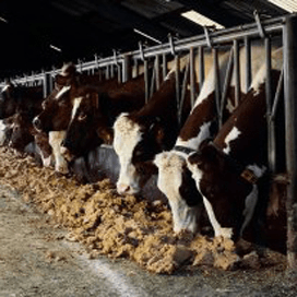 EU trekt 56 miljoen euro uit voor rundertbc