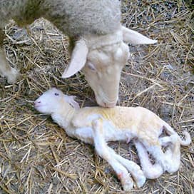 Schmallenberg-virus bereikt gebergte Zwitserland