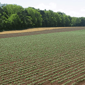 HLB verwacht vroeg bladvlekken in aardappelen