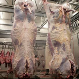 Rusland: veterinaire dienst deel Duitsland deugt niet
