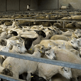 Moslims boycotten te dure schapen
