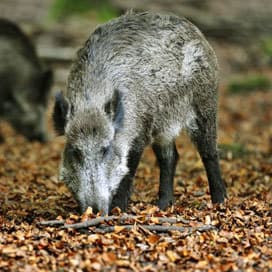 Brabant erkent dat wild zwijn blijvertje is