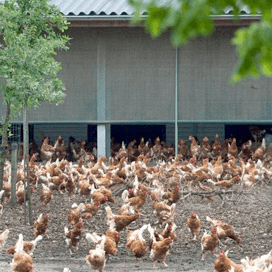 Uitloopbedrijven op kleigrond lopen meer risico op vogelgriepbesmetting