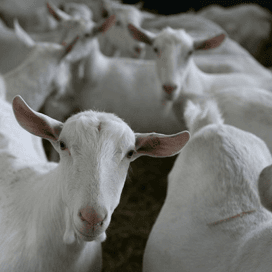 Vaccinaties Q-koorts klaar