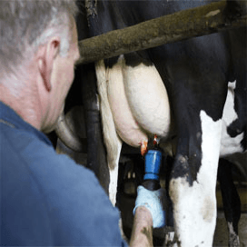 Spectaculaire margeverbetering melkveehouderij
