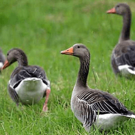Gelderland: toch geen nekbreekapparaat ganzen