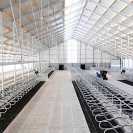 Nieuwbouw voor 380 koeien