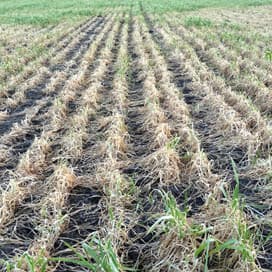 Duits graanareaal fors kleiner door vorst