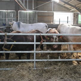 Veiling vleesveestieren in Toldijk