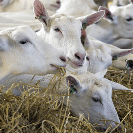 Gemiddelde fijnstofuitstoot geitenhouderij lager