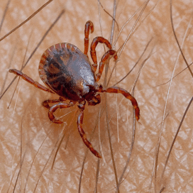 ‘Meer geld voor onderzoek naar Lyme’