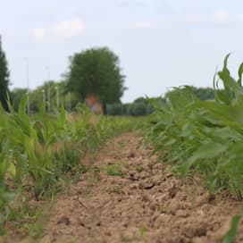 Ultrakorte mais met meer opbrengst