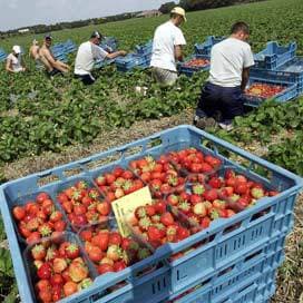 Tuinders vragen flink minder Roemenen via UWV