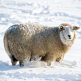 Ondanks lenteweer vorst en sneeuw op komst