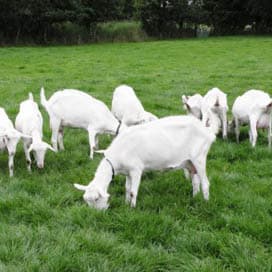 Koeien, geiten of toch weer druiven? (1)