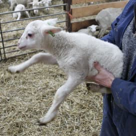 Europa telt 3.629 Schmallenberg besmettingen