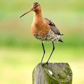 Wereldnatuurfonds: verdubbel biodiversiteit