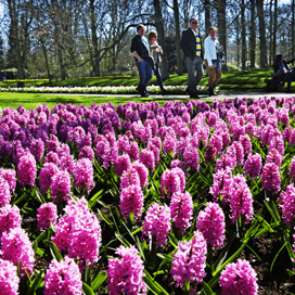 Keukenhof krijgt moderner uiterlijk