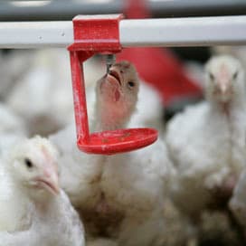 Salmonellafonds zo goed als van de baan