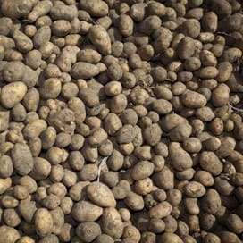 Verplichte melding Plantum voor telers
