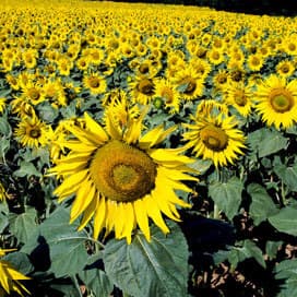 Eiwit gevonden dat planten ‘aanzet’