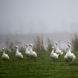 LLTB: overlast ganzen in Limburg neemt toe