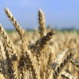 Programma agrosector voor ‘Nationaal Icoon’