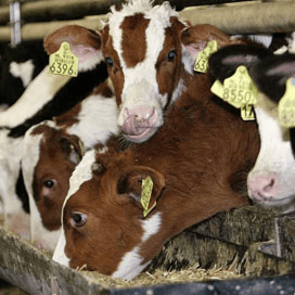 Dierenarts: niet ruimen om furazolidon