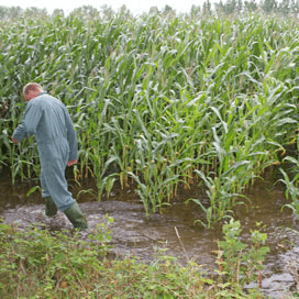 Mais niet langer dan dag onder water