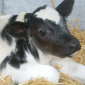 85 boetes voor te jonge kalveren