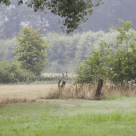 Natuur
