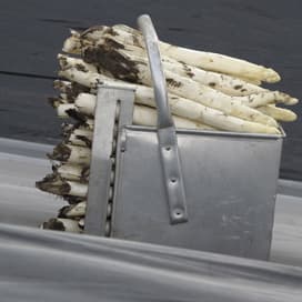 Helft minder asperges door lage temperatuur